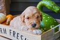 Fall theme wood crate with gourds and golden retriever puppy Royalty Free Stock Photo