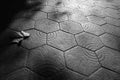 Fallen leaf on hexagon tile floor