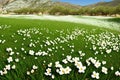 fallen petals of almond blossom in the province of Alicante, Costa Blanca, Spain made with Generative AI