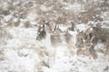 Beautiful image of Fallow Deer and red deer in snow Winter landscape in heavy snow storm Royalty Free Stock Photo
