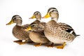 Image of family ducks on white background. Wildlife Animals. illustration. Generative AI