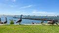 Family of Geese at Lake Yosemite in Merced