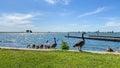 Family of Geese at Lake Yosemite in Merced