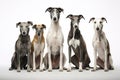 Image of family of greyhounds dog on white background. Pet. Animals. Illustration, Generative AI