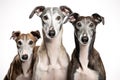 Image of family of greyhounds dog on white background. Pet. Animals. Royalty Free Stock Photo