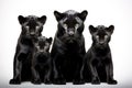 Image of family group of black panther on white background. Wildlife Animals. Illustration, Generative AI