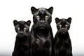 Image of family group of black panther on white background. Wildlife Animals. Illustration, Generative AI