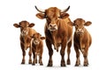 Image of family group of brown bull on white background. Wildlife Animals. Illustration, Generative AI