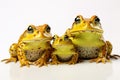 Image of family group of bullfrog on white background. Amphibian. Animals. Illustration, Generative AI Royalty Free Stock Photo