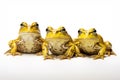 Image of family group of bullfrog on white background. Amphibian. Animals. Illustration, Generative AI Royalty Free Stock Photo