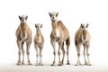 Image of family group of camel on white background. Wildlife Animals. Illustration, Generative AI