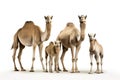 Image of family group of camel on white background. Wildlife Animals. Illustration, Generative AI