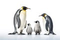 Image of family group of Emperor Penguins on white background. Wildlife Animals. Illustration, Generative AI
