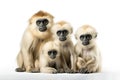 Image of family group of gibbons on white background. Wildlife Animals. Illustration, Generative AI