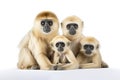 Image of family group of gibbons on white background. Wildlife Animals. Illustration, Generative AI