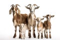 Image of family group of goats on white background. Farm animals. Illustration, Generative AI