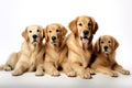 Image of family group of golden retriever dogs on white background. Pet. Animals. Illustration, Generative AI