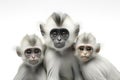 Image of family group of leaf monkey on white background. Wildlife Animals. Illustration, Generative AI Royalty Free Stock Photo