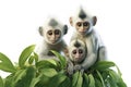 Image of family group of leaf monkey on white background. Wildlife Animals. Illustration, Generative AI Royalty Free Stock Photo