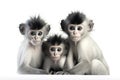 Image of family group of leaf monkey on white background. Wildlife Animals. Illustration, Generative AI Royalty Free Stock Photo