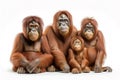 Image of family group of orangutan orange on white background. Wildlife Animals. Illustration, Generative AI Royalty Free Stock Photo