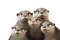 Image of family group of otters on white background. Wildlife Animals. Illustration, Generative AI