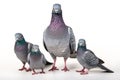 Image of family group of pigeons on white background. Birds. Wildlife Animals. Illustration, Generative AI