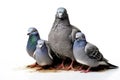 Image of family group of pigeons on white background. Birds. Wildlife Animals. Illustration, Generative AI