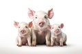 Image of family group of pigs on white background. Farm animals. Illustration, Generative AI