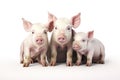 Image of family group of pigs on white background. Farm animals. Illustration, Generative AI