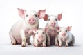 Image of family group of pigs on white background. Farm animals. Illustration, Generative AI