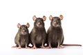 Image of family group of rats on white background. Wildlife Animals. Illustration, Generative AI