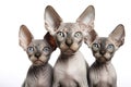 Image of family group of sphynx cats on white background. Pet. Animals. Illustration, Generative AI Royalty Free Stock Photo