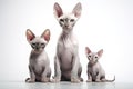 Image of family group of sphynx cats on white background. Pet. Animals. Illustration, Generative AI Royalty Free Stock Photo