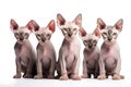 Image of family group of sphynx cats on white background. Pet. Animals. Illustration, Generative AI Royalty Free Stock Photo