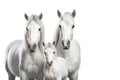 Image of family group of white horses on white background. Wildlife Animals. Illustration, Generative AI