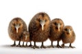 Image of family of kiwi birds on a white background. Birds. Animals. Illustration, Generative AI