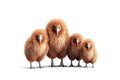 Image of family of kiwi birds on a white background. Birds. Animals. Illustration, Generative AI