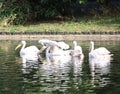 Pelican family in the river Royalty Free Stock Photo