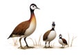 Image of family of pheasant-tailed jacana birds on a white background. Birds. Animals. Illustration, Generative AI