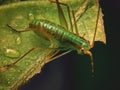 Image of family Tettigoniidae(Mirollia hexapinna) are commonly called katydids or bush-crickets on leaves. Royalty Free Stock Photo