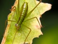 Image of family Tettigoniidae(Mirollia hexapinna) are commonly called katydids or bush-crickets on leaves.