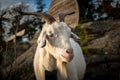 Portrait of A White Farm Goat Royalty Free Stock Photo