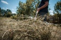 Middle-aged farmer making a haystack with a pitchfork for the winter on a sunny day in autumn. Agricultural work. Hay harvesting Royalty Free Stock Photo