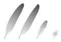 Image for Feathers basic parts