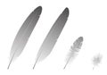 Image for Feathers basic parts Royalty Free Stock Photo