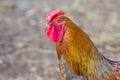 Feathery bird colorful cock on a walking