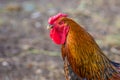 Feathery bird colorful cock on a walking