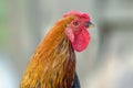 Feathery bird colorful cock on a walking