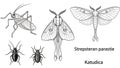 Black and white line art illustration of various insects and moths Royalty Free Stock Photo
